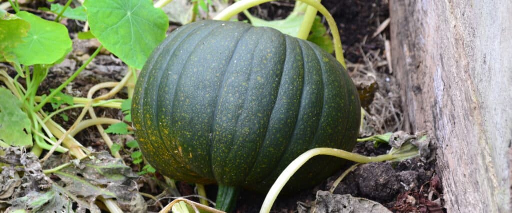 Pumpkin garden bed