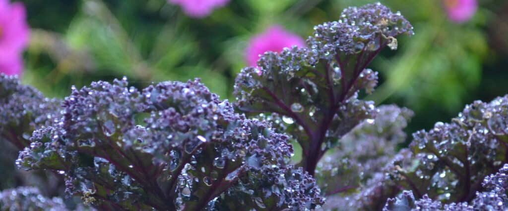 Kale