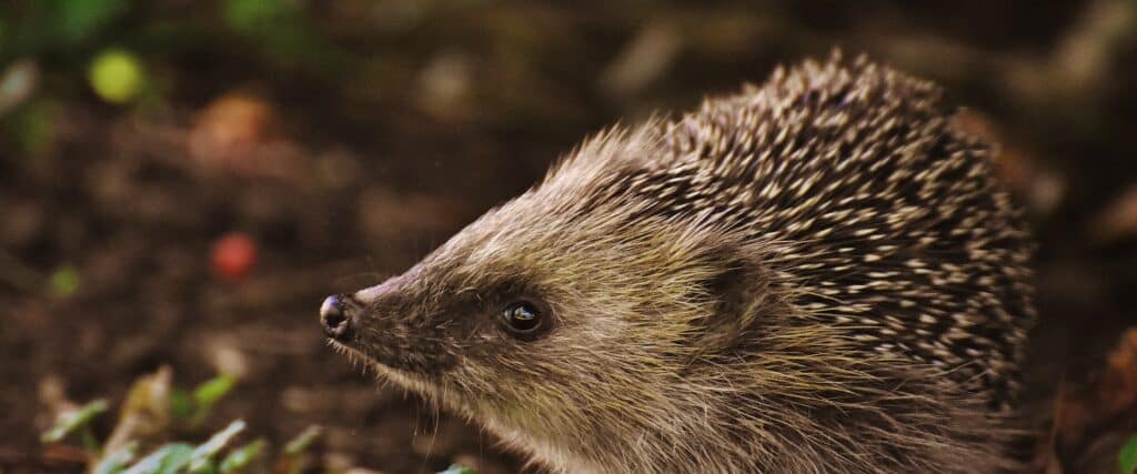 Hedgehog garden