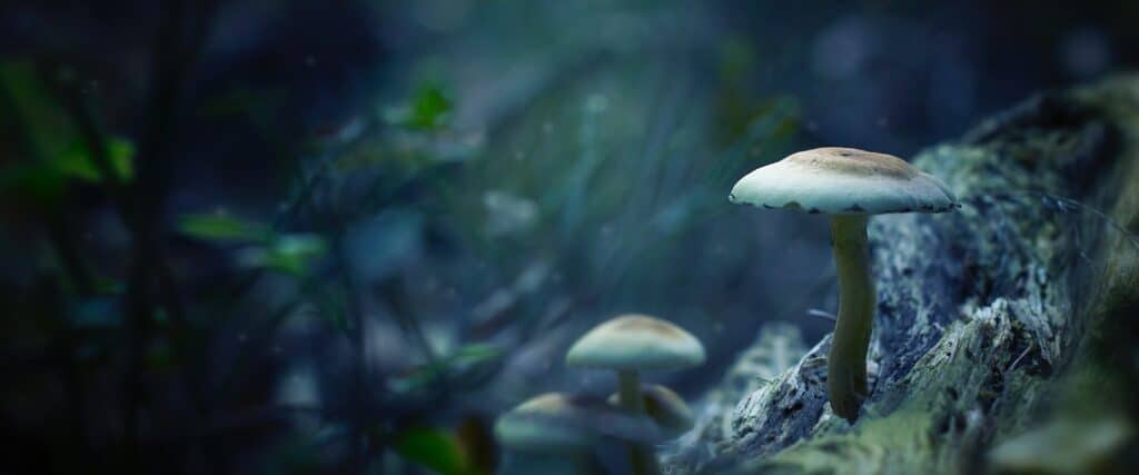 Woodland fungi