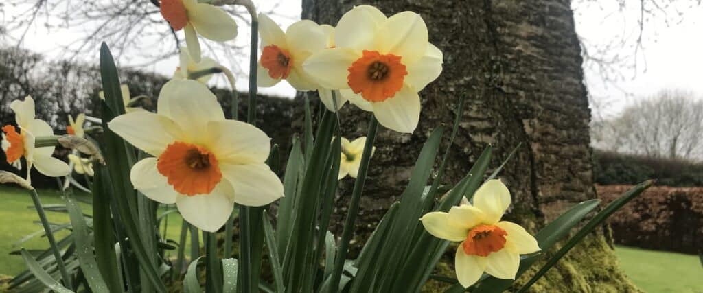 Daffodils under tree