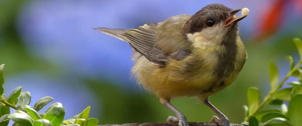 Garden bird