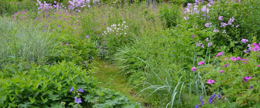 Wild garden