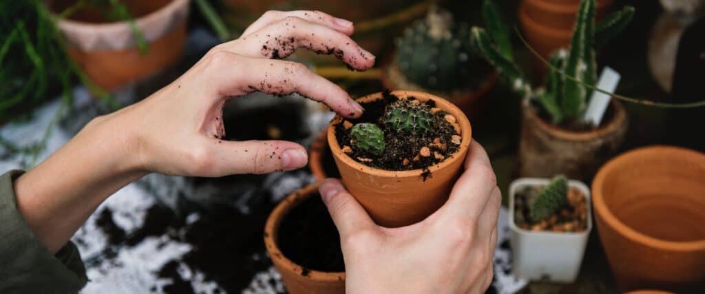 Potting plants