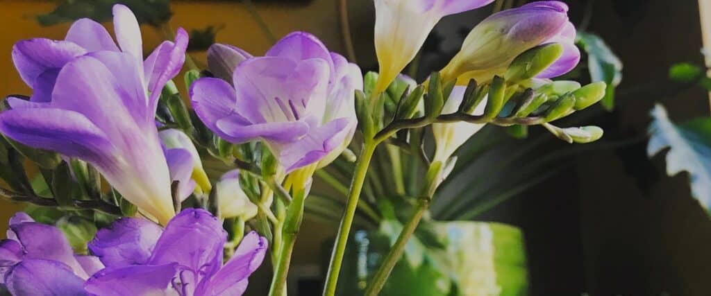 Freesia
