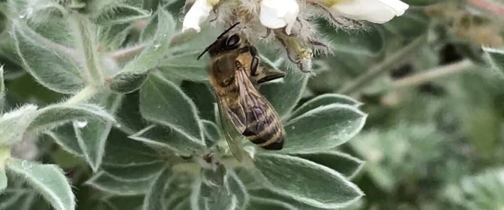 Bee flower