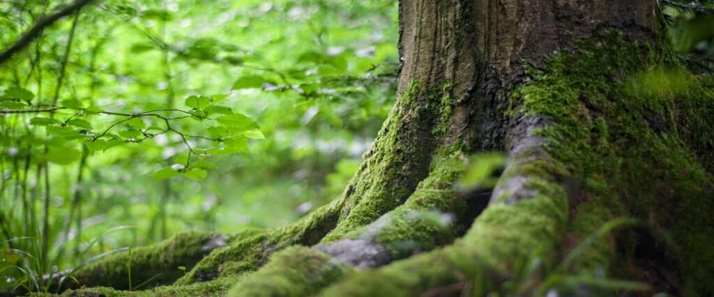 Tree with moss