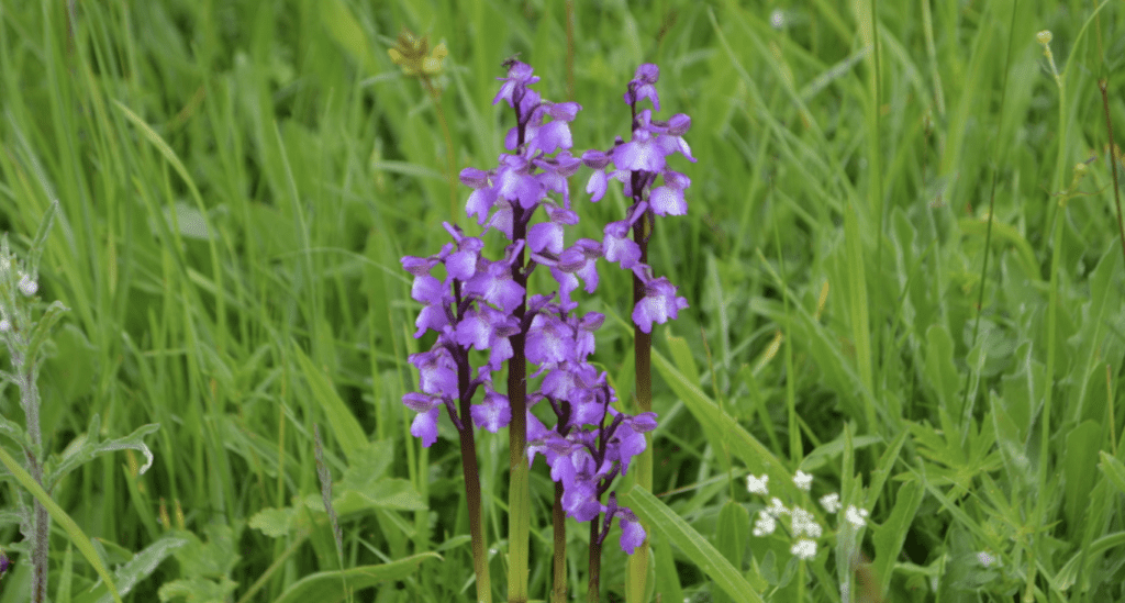 orchids