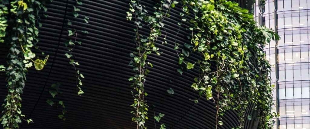 Ivy building