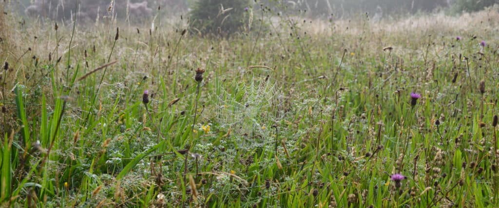 Spider web Grass