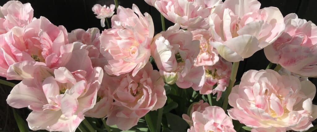 Pink Tulips