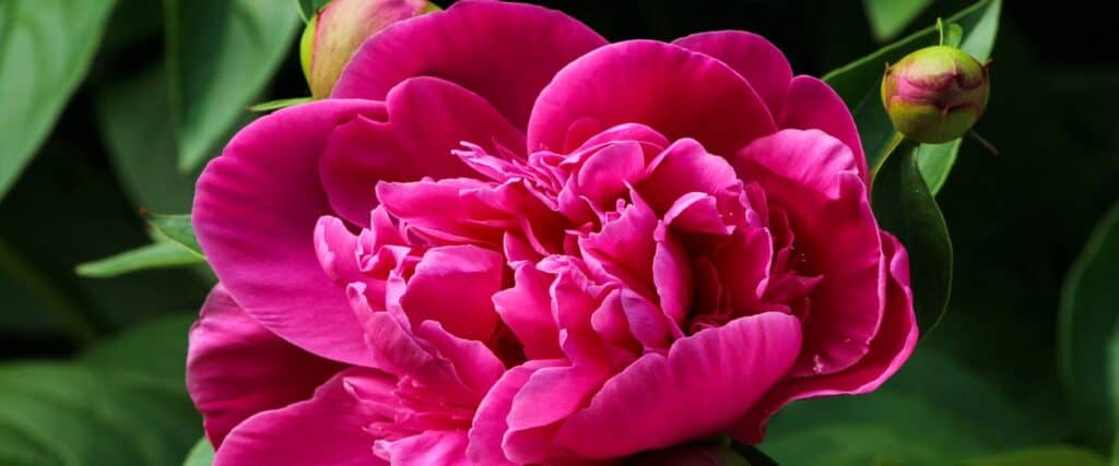 Pink Peony