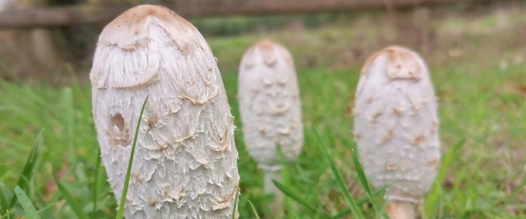 Mushrooms in Grass