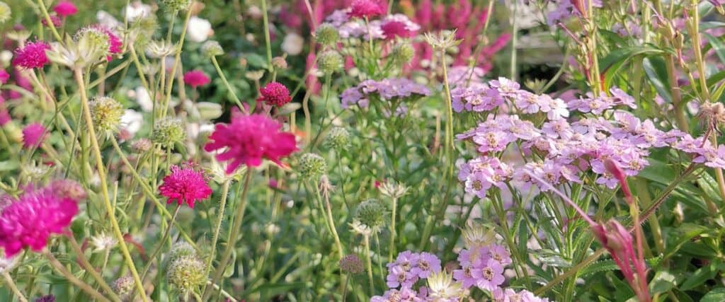 Pink Flowers