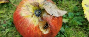 Wasp Apple