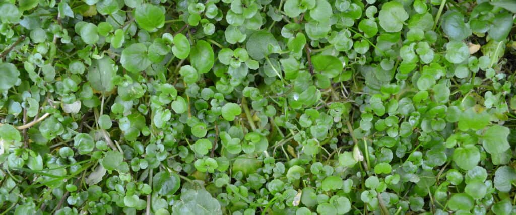 Edible Leaves