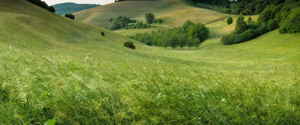 Grassy Landscape