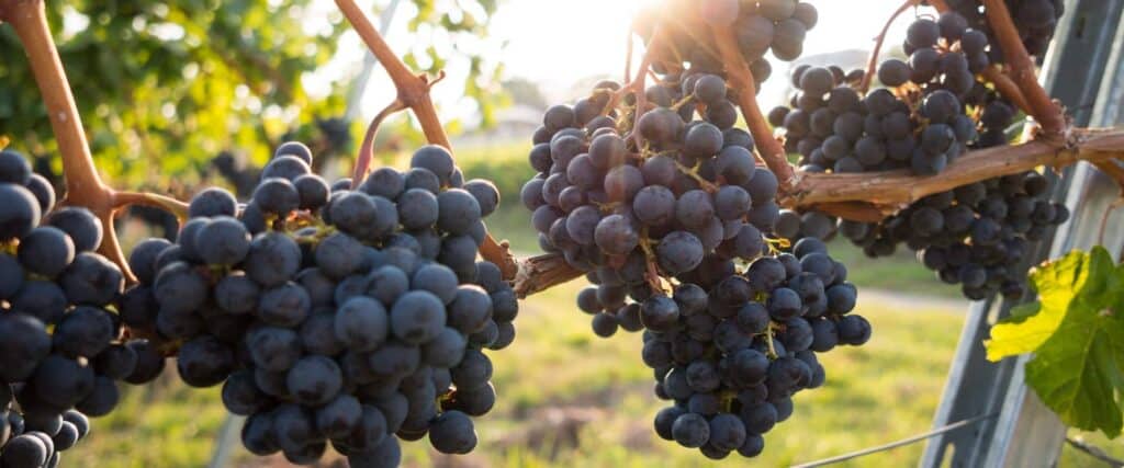 Grapevine