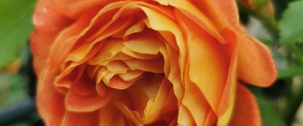 Orange Rose