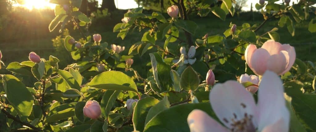 Quince-blossom