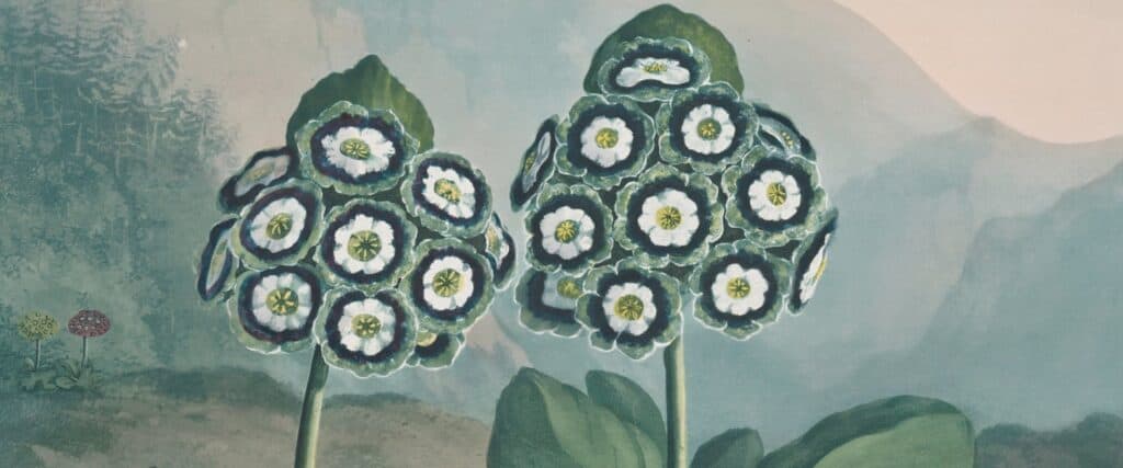 Botanical Art