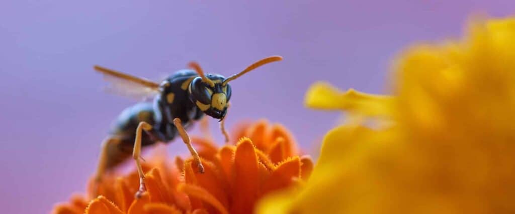 Wasp Flower