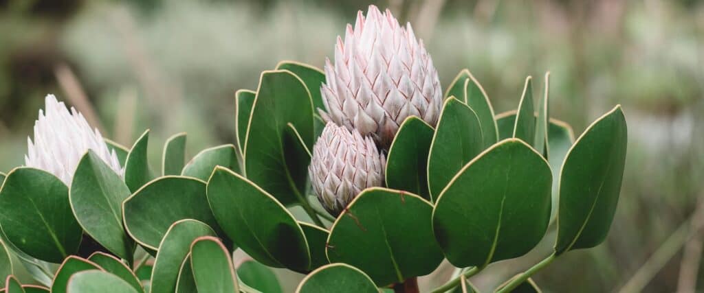 South African Plant