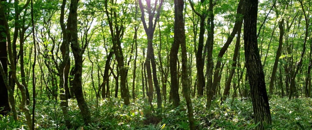 Sacred Woodlands