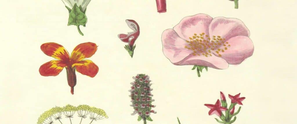 An old, botanical illustration, predominantl flower is a dog rose