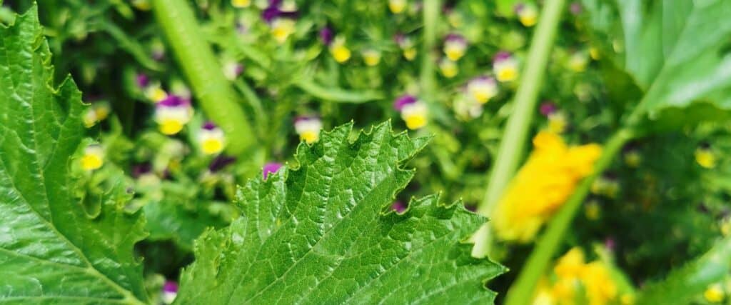 courgette-pansy