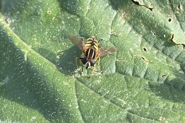 hoverfly-on-leaf