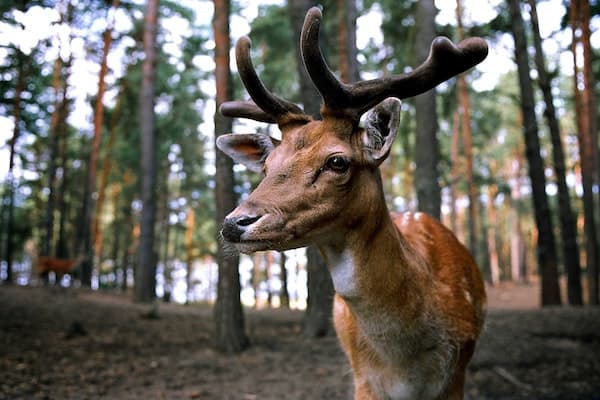 deer in a woodland