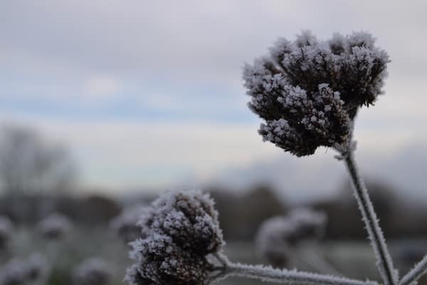 Frosted verbena flower in a winter garden