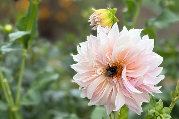 A bumblebee gathering pollen from a blooming white and pink dahlia flower in a garden