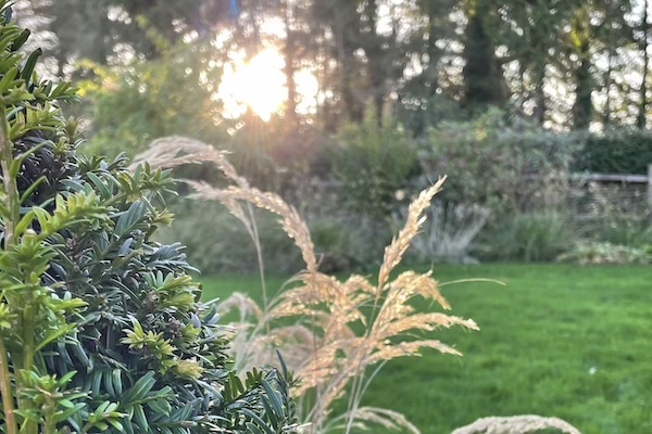 Sunlight filtering through trees onto ornamental grasses and a neatly mown lawn, with a clipped evergreen hedge in the foreground.