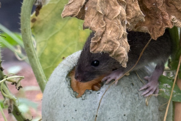 Mouse sheltering inside a pumpkin among dried leaves and garden foliage